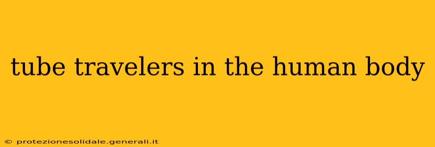 tube travelers in the human body