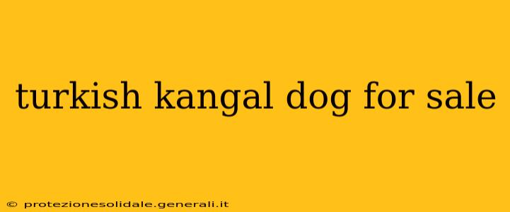 turkish kangal dog for sale