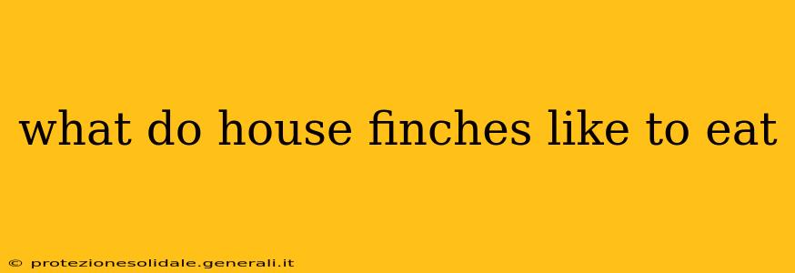 what do house finches like to eat