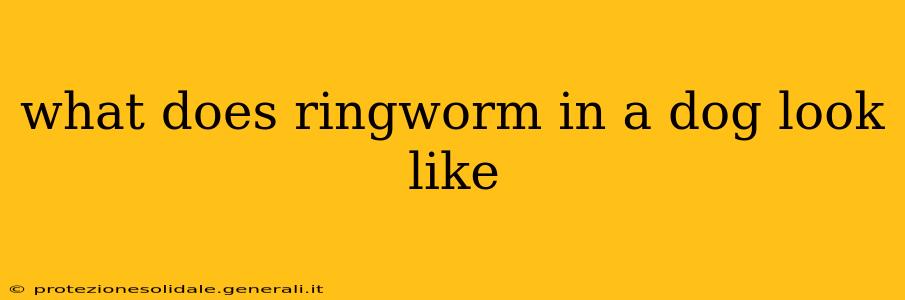 what does ringworm in a dog look like