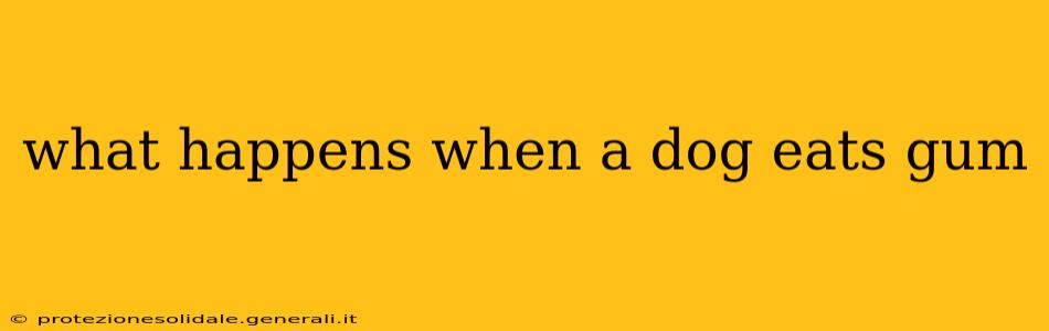 what happens when a dog eats gum