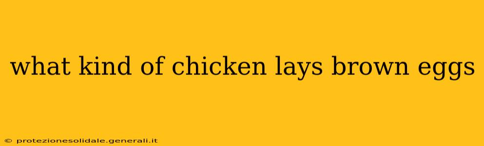 what kind of chicken lays brown eggs