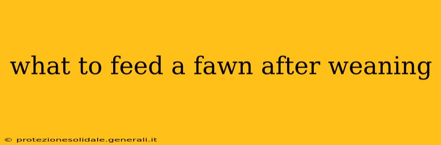 what to feed a fawn after weaning