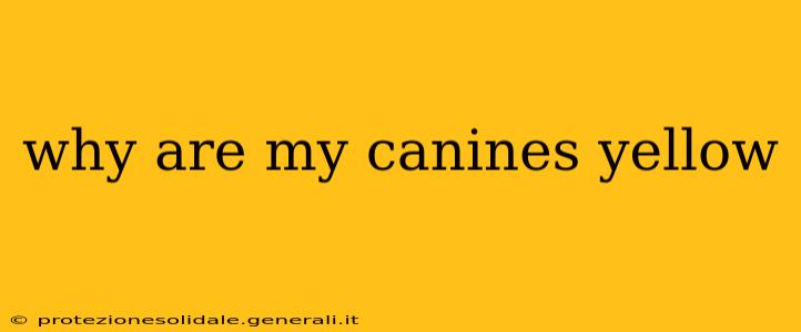 why are my canines yellow