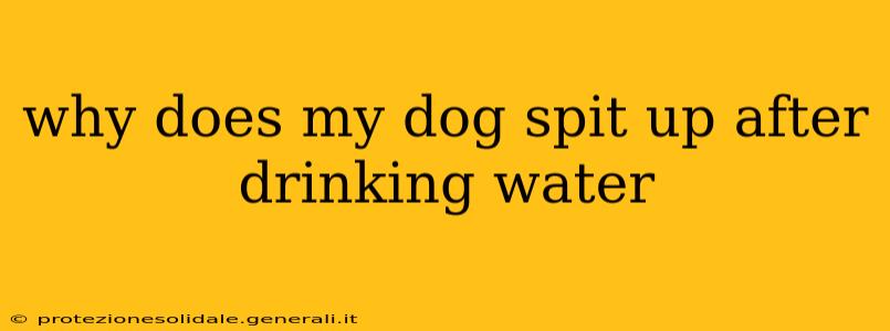why does my dog spit up after drinking water