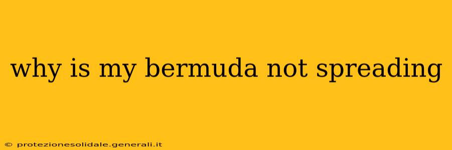 why is my bermuda not spreading
