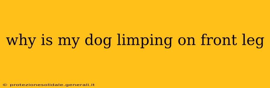 why is my dog limping on front leg